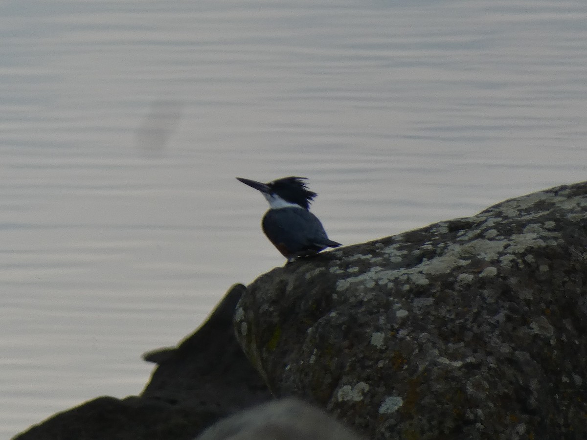 Belted Kingfisher - ML614795843