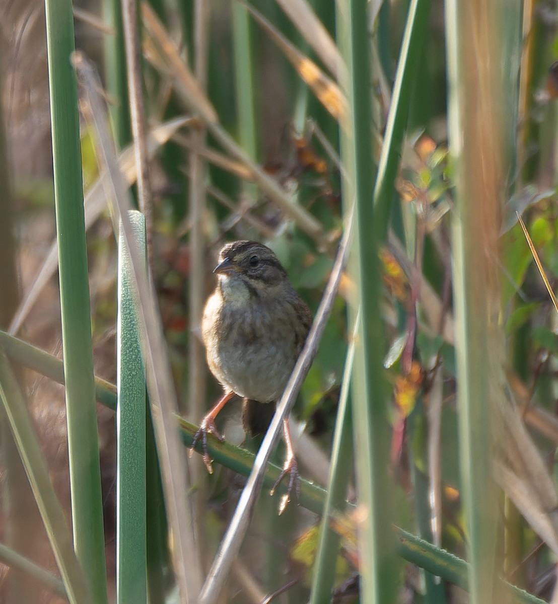 Swamp Sparrow - ML614795882