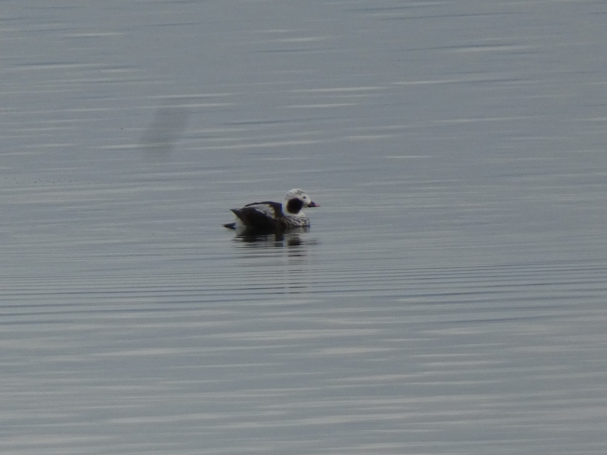 Long-tailed Duck - ML614795888