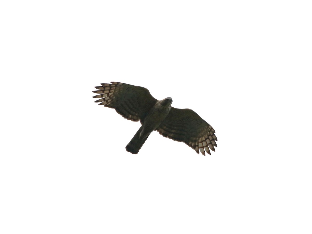 Changeable Hawk-Eagle (Changeable) - ML614796045
