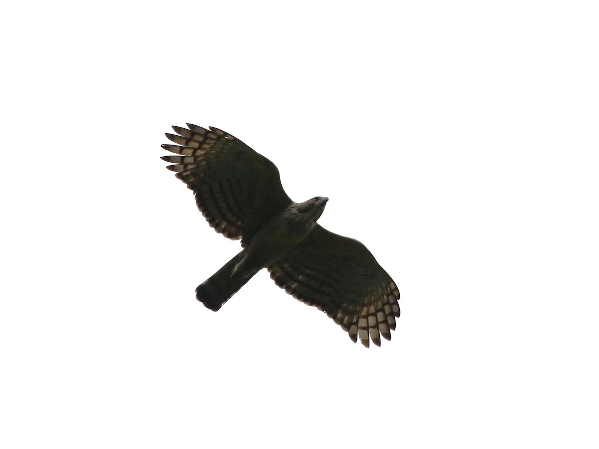 Changeable Hawk-Eagle (Changeable) - Menachem Goldstein