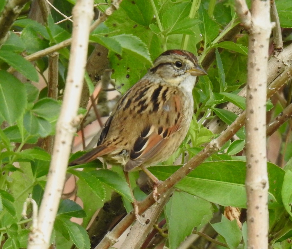Swamp Sparrow - alice horst