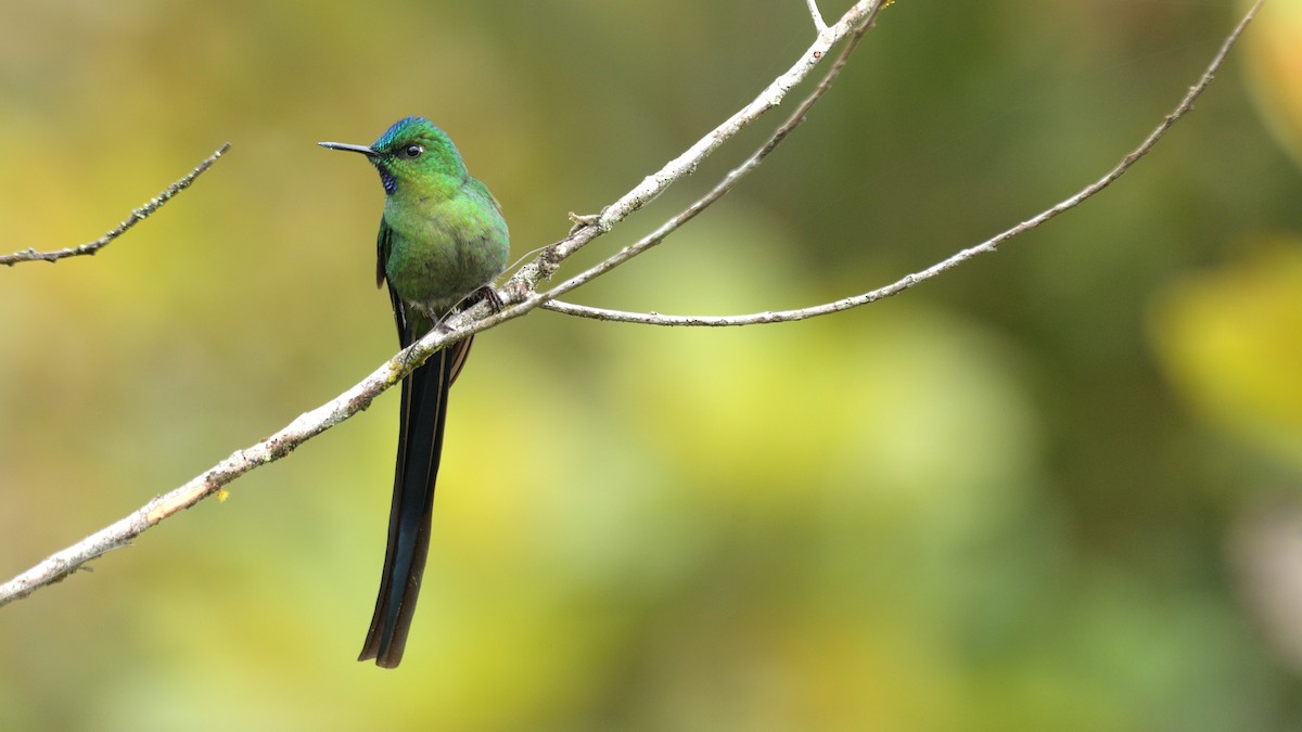 Long-tailed Sylph - ML614796230