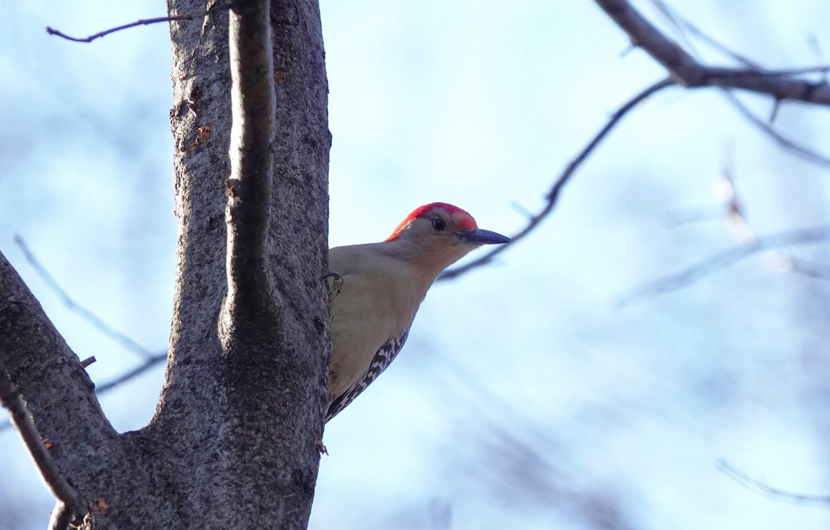 Red-bellied Woodpecker - ML614796233