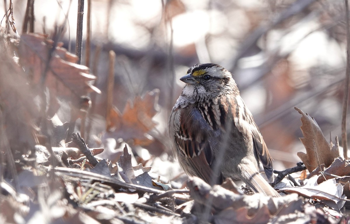 White-throated Sparrow - ML614796251