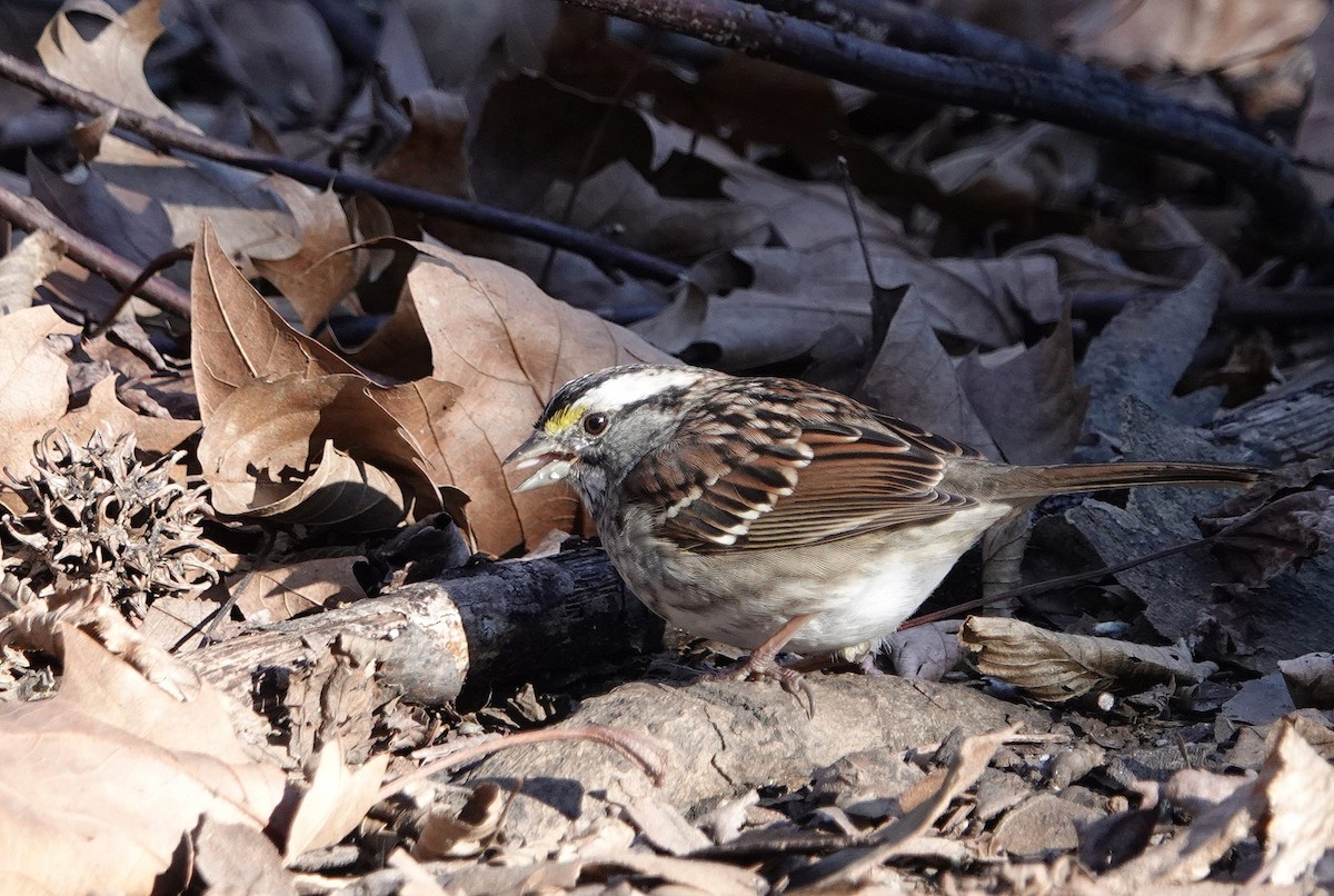 White-throated Sparrow - ML614796253