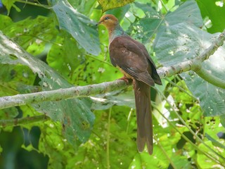  - Amboyna Cuckoo-Dove