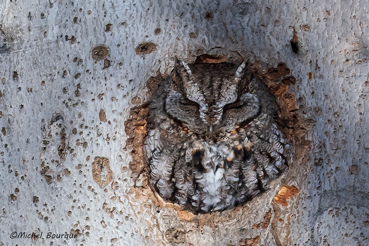 Eastern Screech-Owl - Michel Bourque