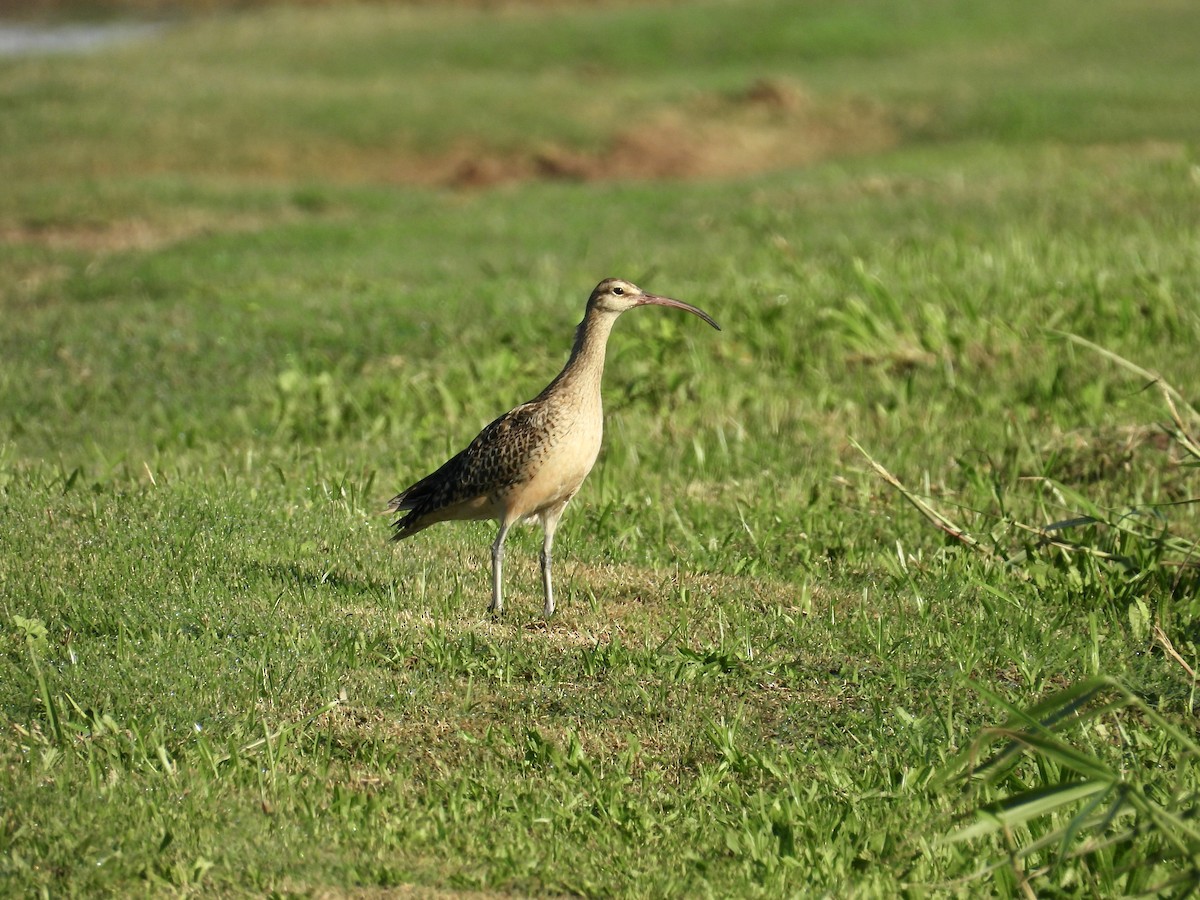 Bristle-thighed Curlew - ML614796781