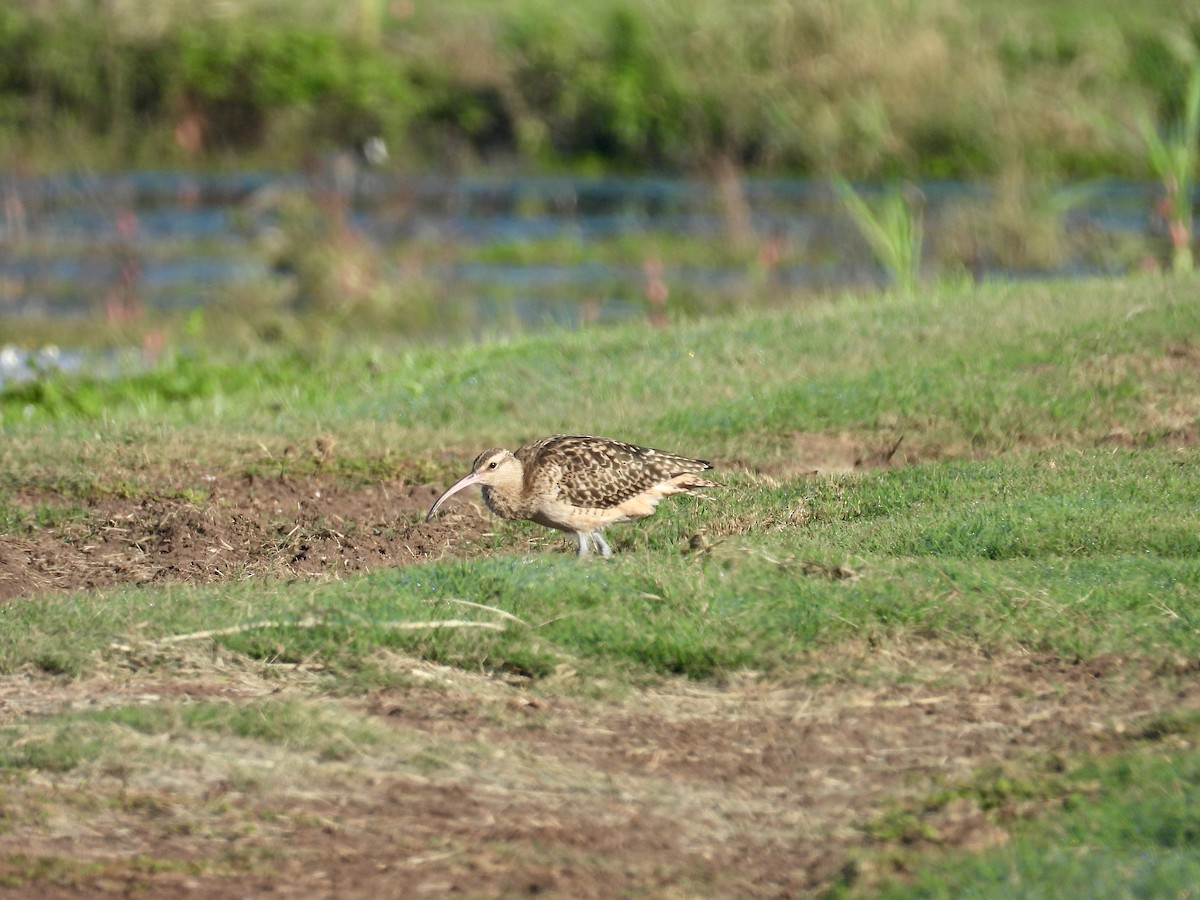 Bristle-thighed Curlew - ML614796807