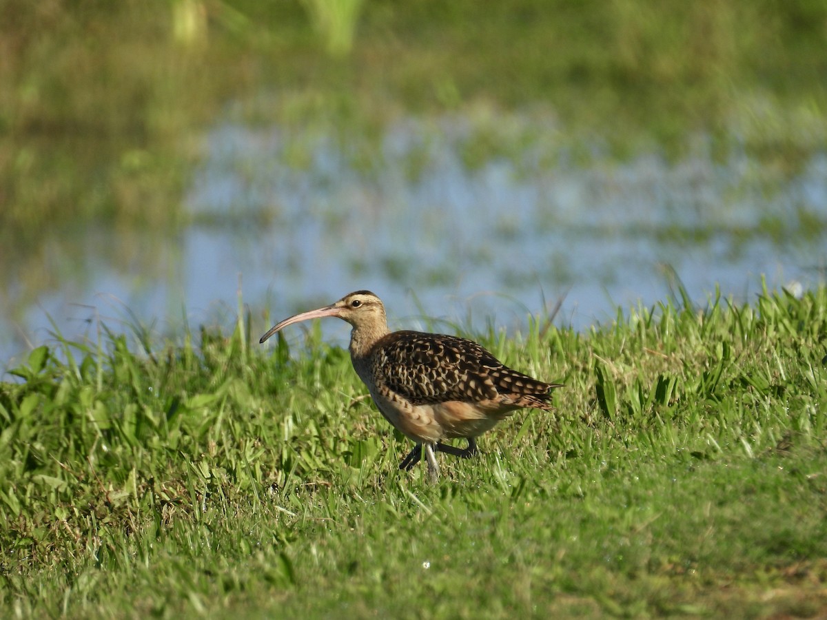Bristle-thighed Curlew - ML614796829