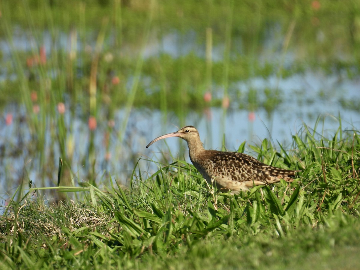Bristle-thighed Curlew - ML614796848