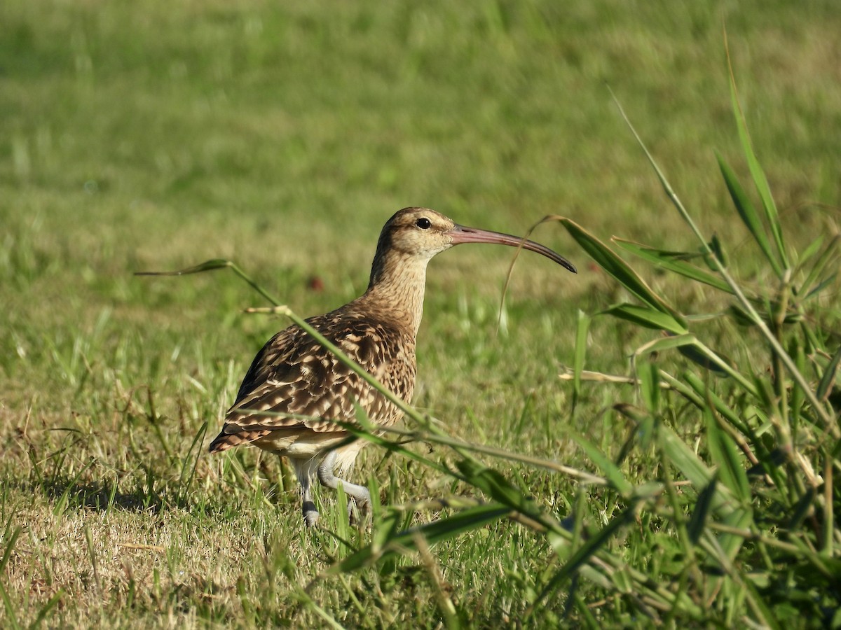 Bristle-thighed Curlew - ML614796903