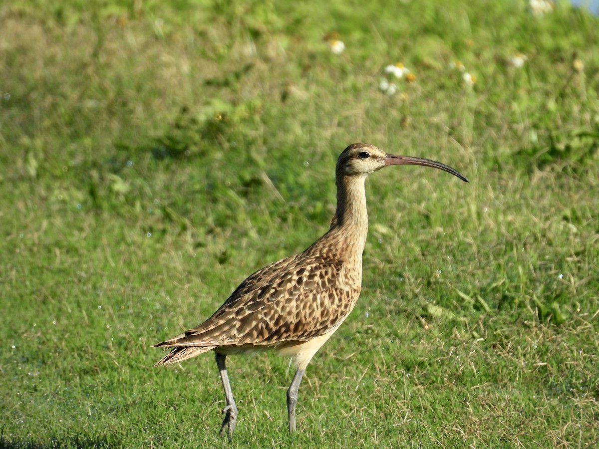 Bristle-thighed Curlew - ML614796952