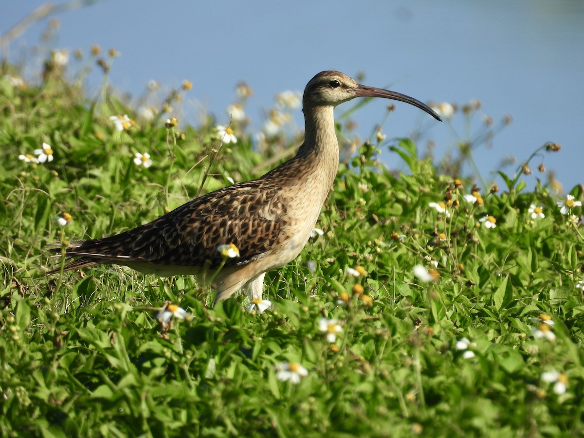 Bristle-thighed Curlew - ML614796967