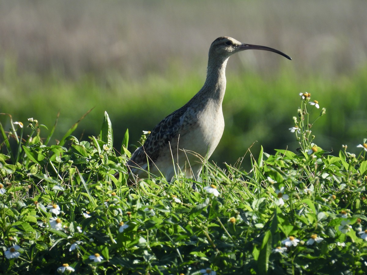 Bristle-thighed Curlew - ML614796987