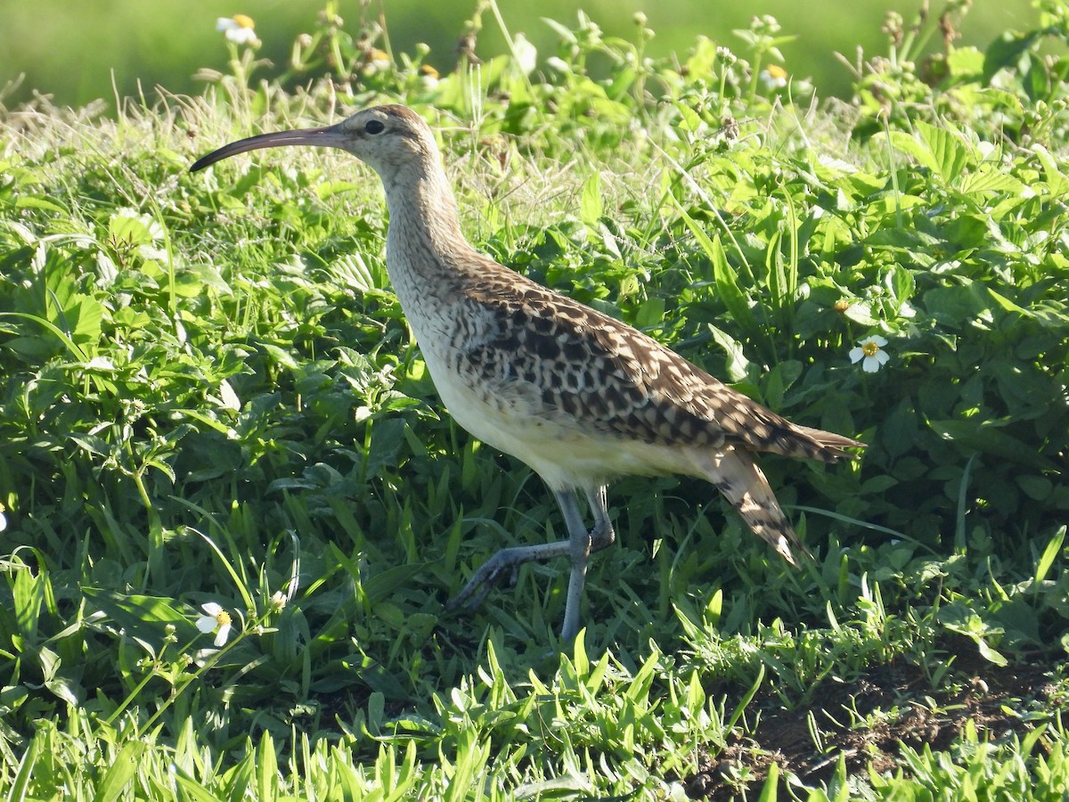 Bristle-thighed Curlew - ML614796998