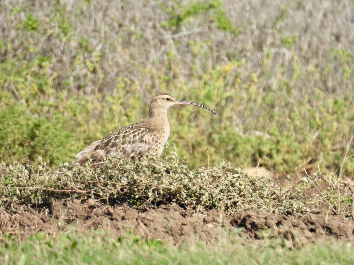 Bristle-thighed Curlew - ML614797063