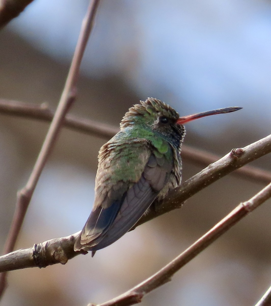 Broad-billed Hummingbird - Justine Hanson