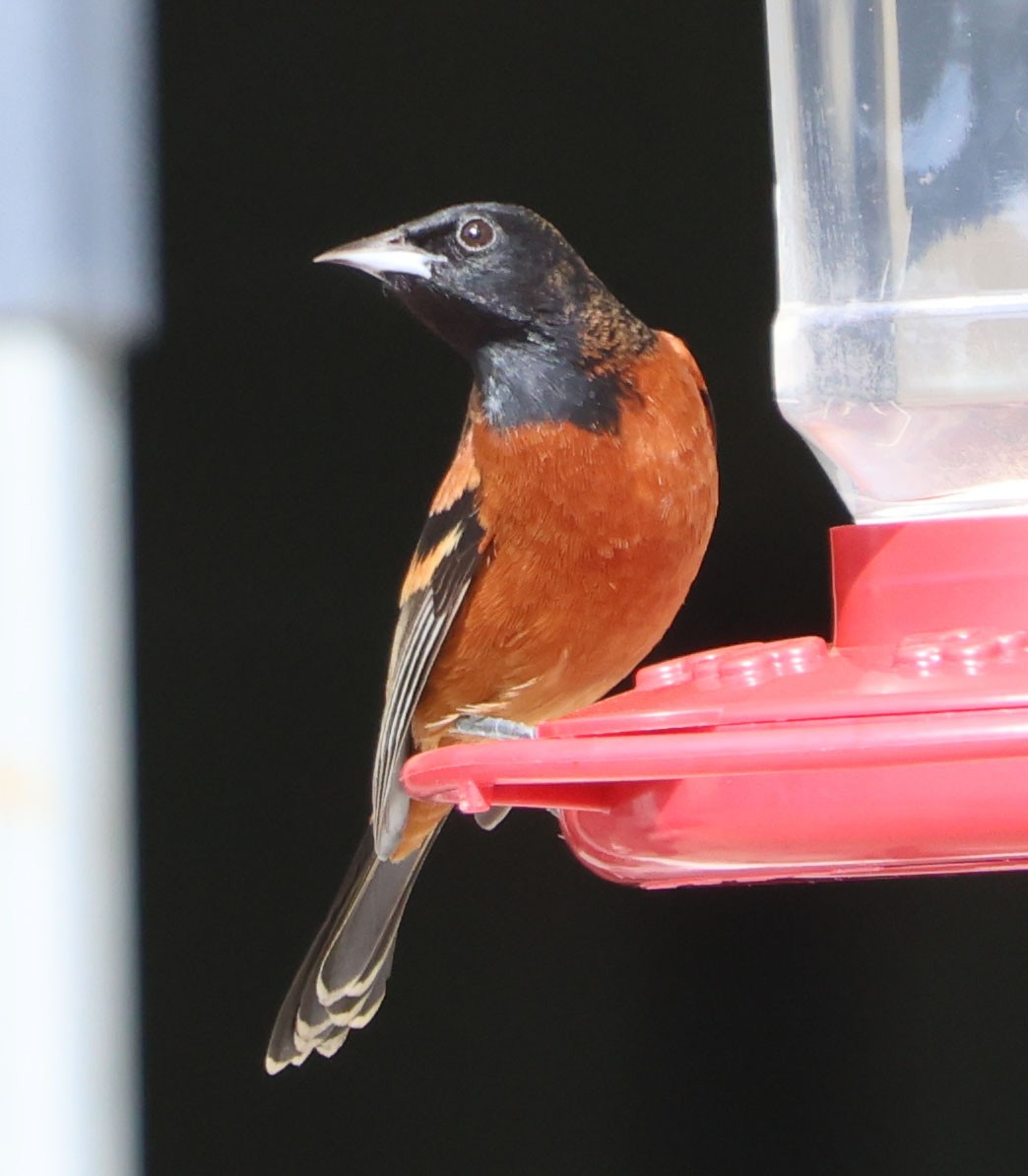 Orchard Oriole - ML614797153
