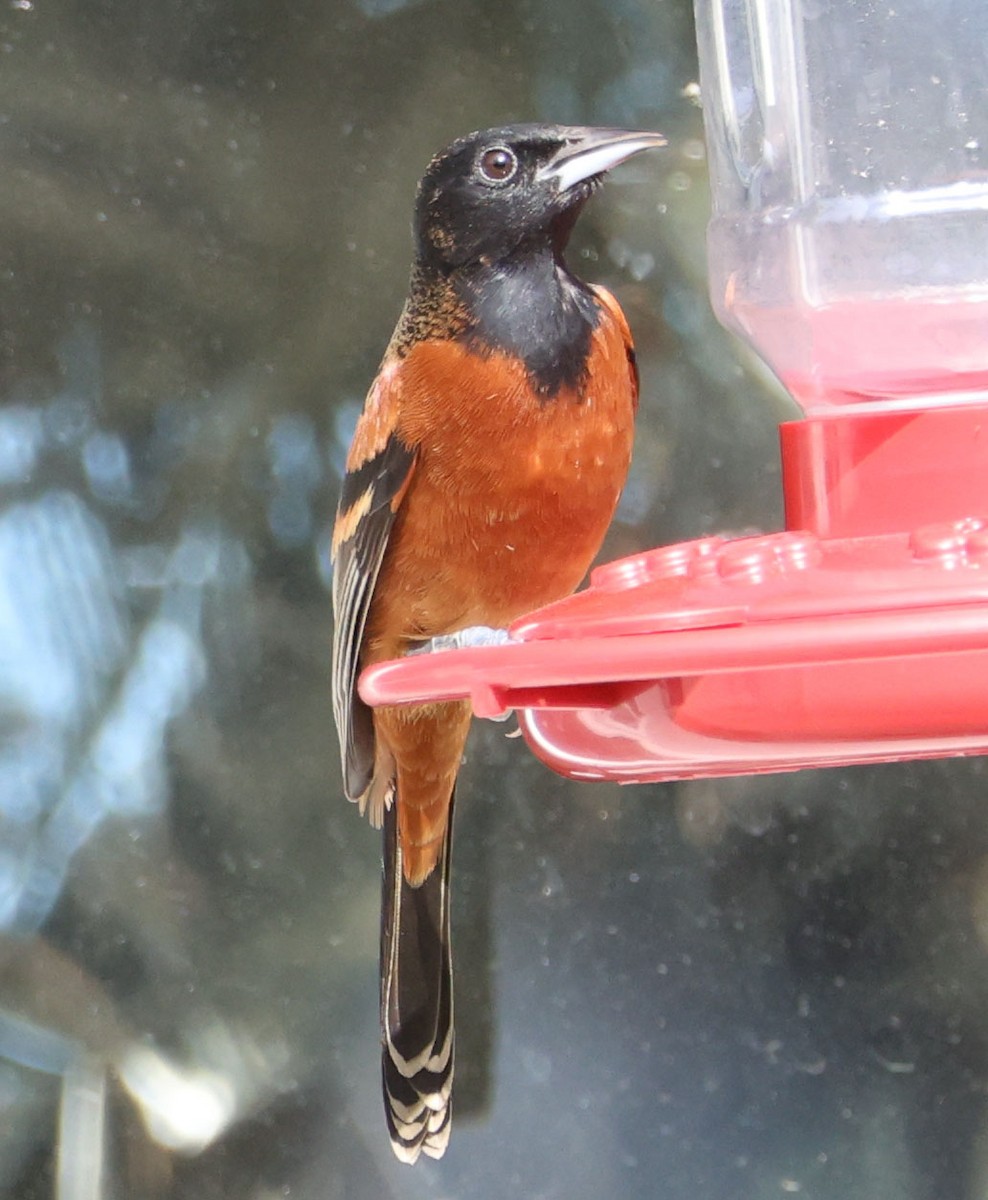 Orchard Oriole - ML614797154