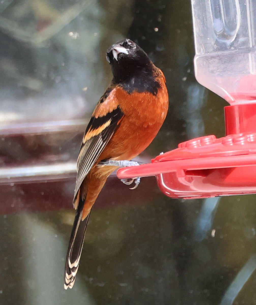 Orchard Oriole - ML614797155
