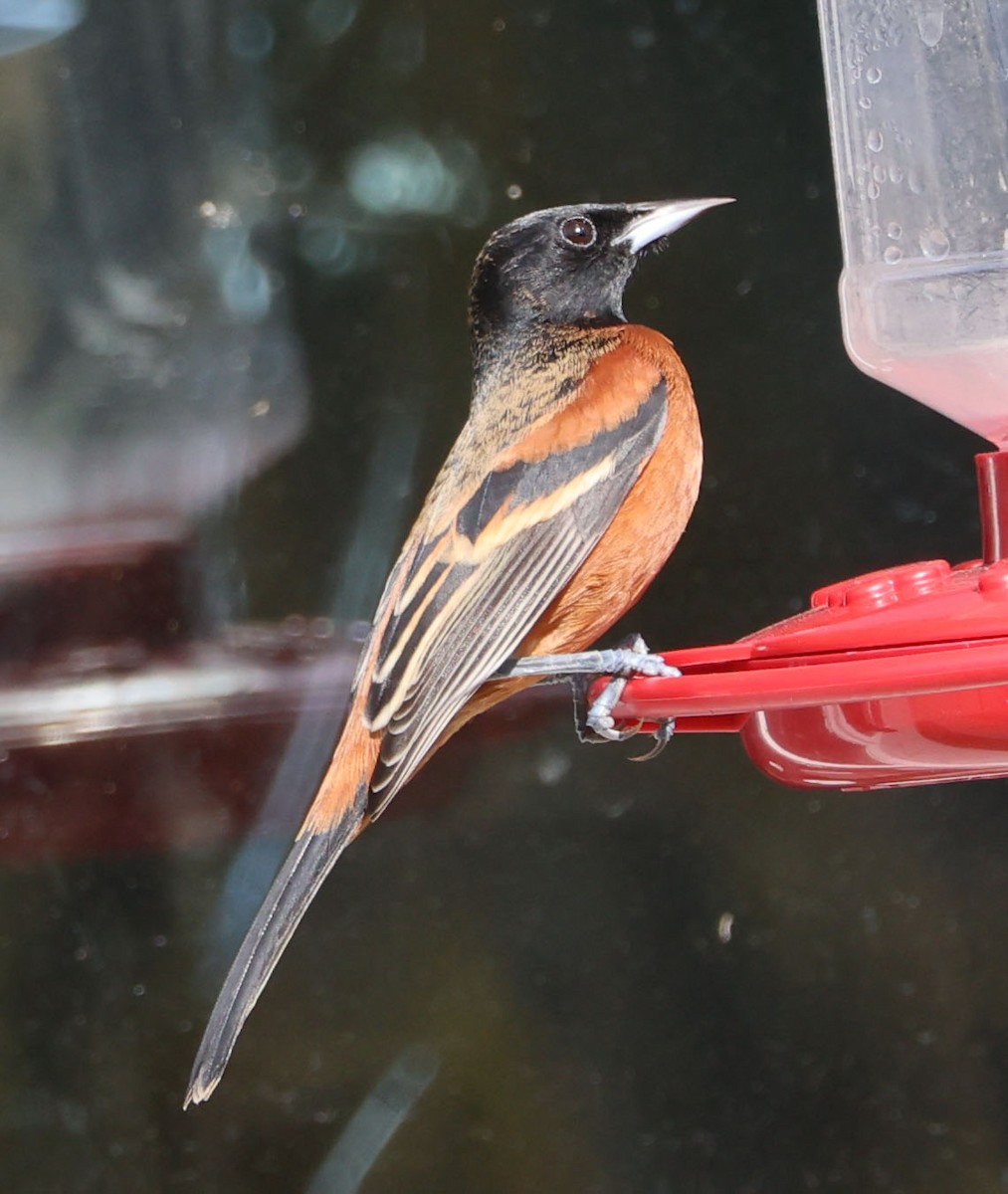 Orchard Oriole - ML614797156