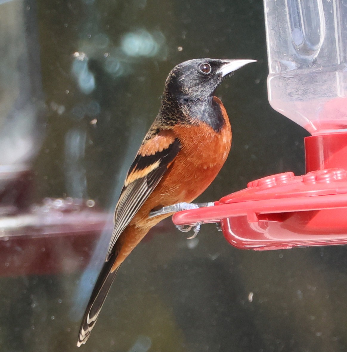 Orchard Oriole - ML614797158