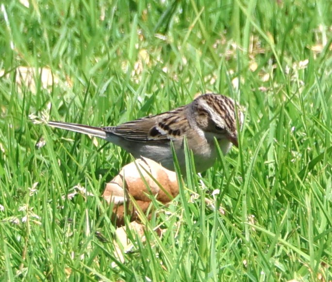 Clay-colored Sparrow - ML614797513