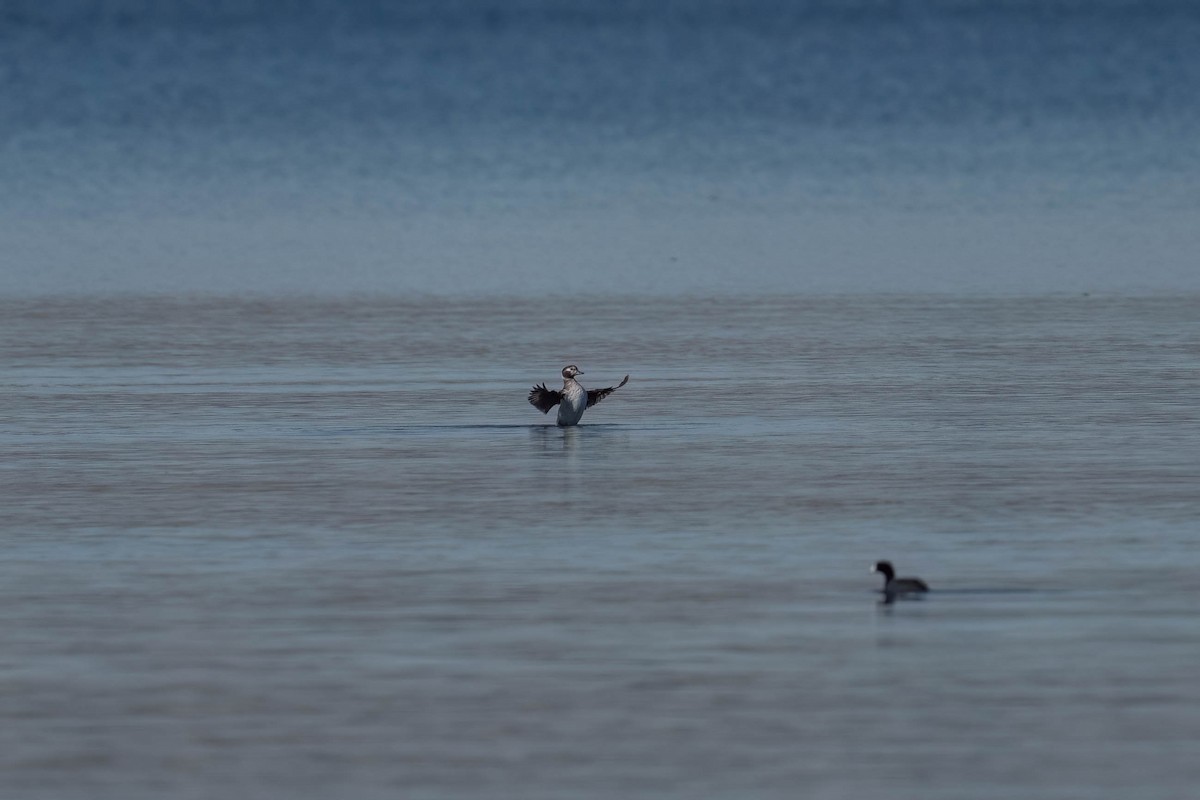 Long-tailed Duck - ML614797569