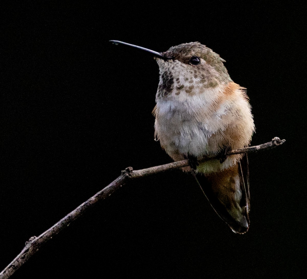Calliope Hummingbird - ML614797573