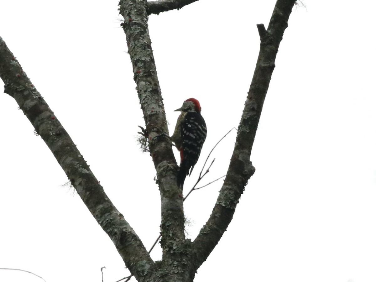 Stripe-breasted Woodpecker - ML614797707