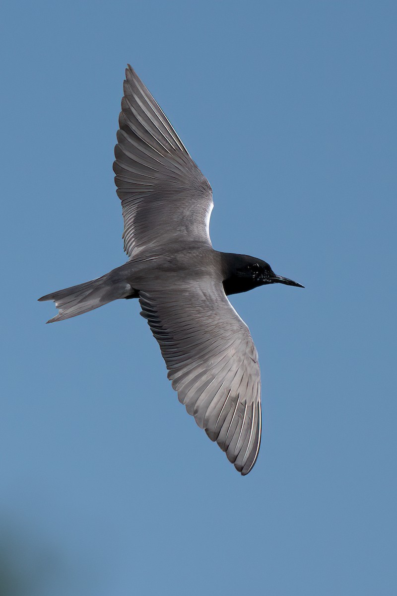 Black Tern (American) - ML614797776