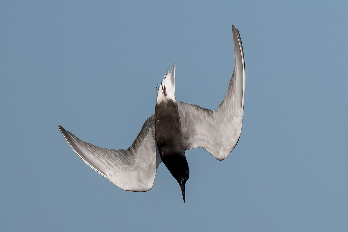 Black Tern (American) - ML614797792