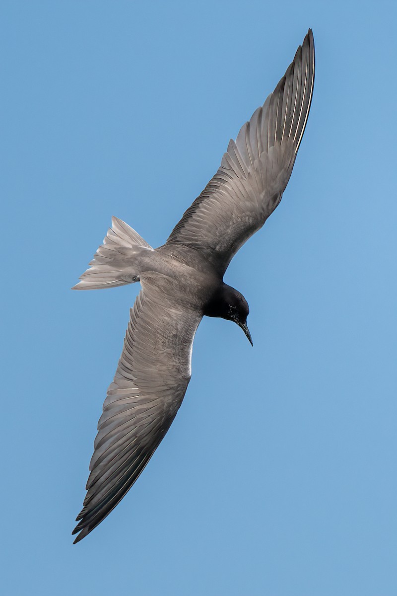 Black Tern (American) - ML614797798