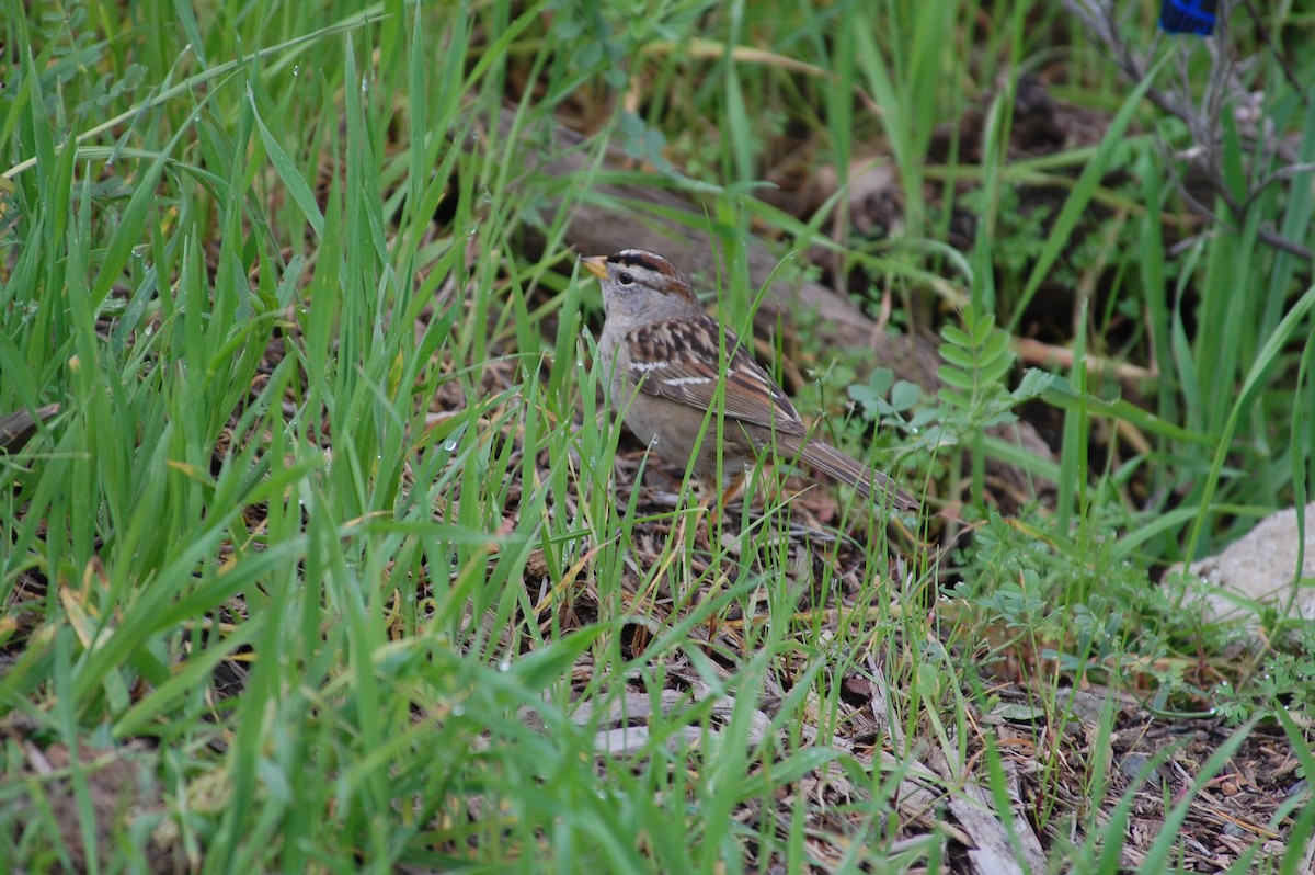 White-crowned Sparrow (nuttalli) - Stephen T Bird