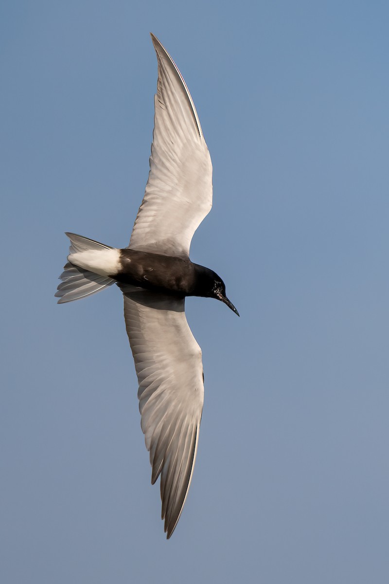 Black Tern (American) - ML614797806