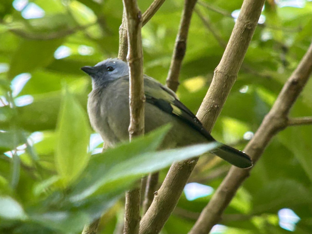Yellow-winged Tanager - ML614797808