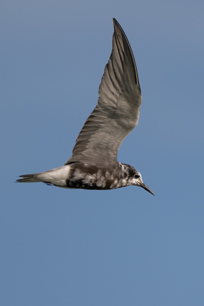 Black Tern (American) - ML614797809
