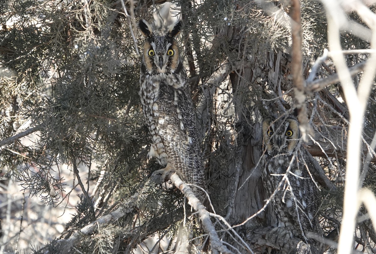 Long-eared Owl - ML614797873