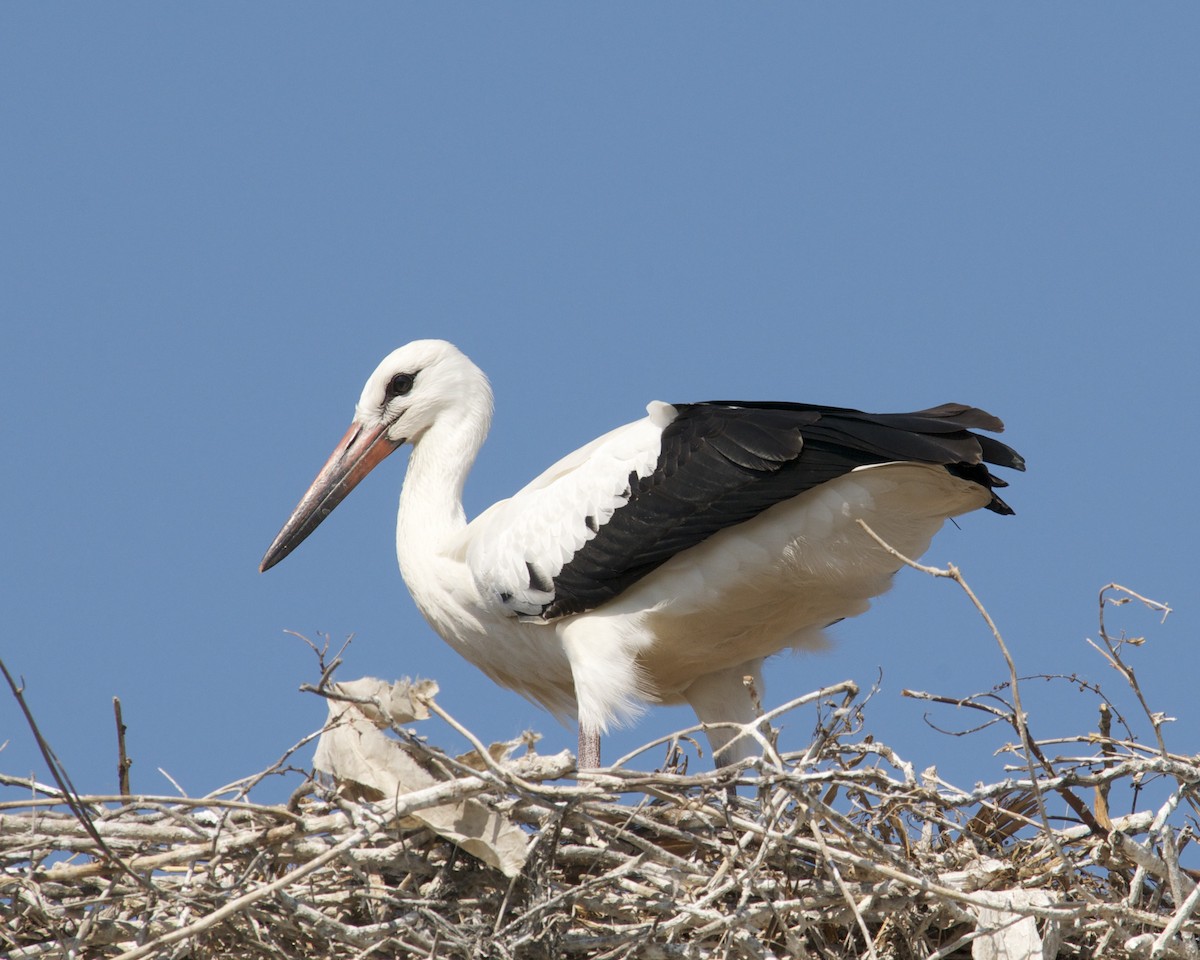 White Stork - ML614797903