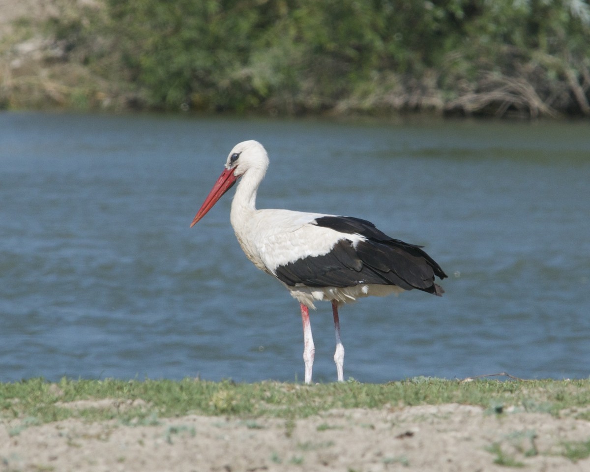 White Stork - ML614797918