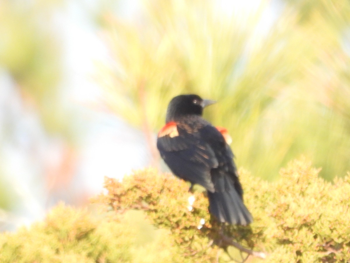 Red-winged Blackbird - Charlie Rowan