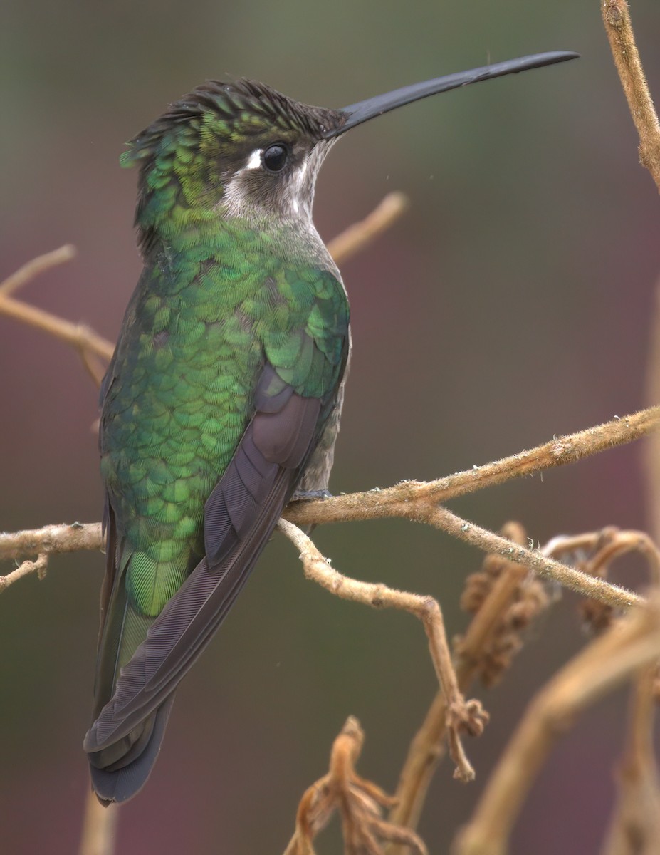 Talamanca Hummingbird - ML614797968
