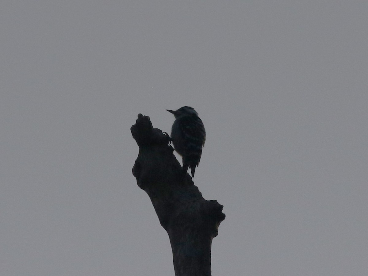 Gray-capped Pygmy Woodpecker - ML614798057