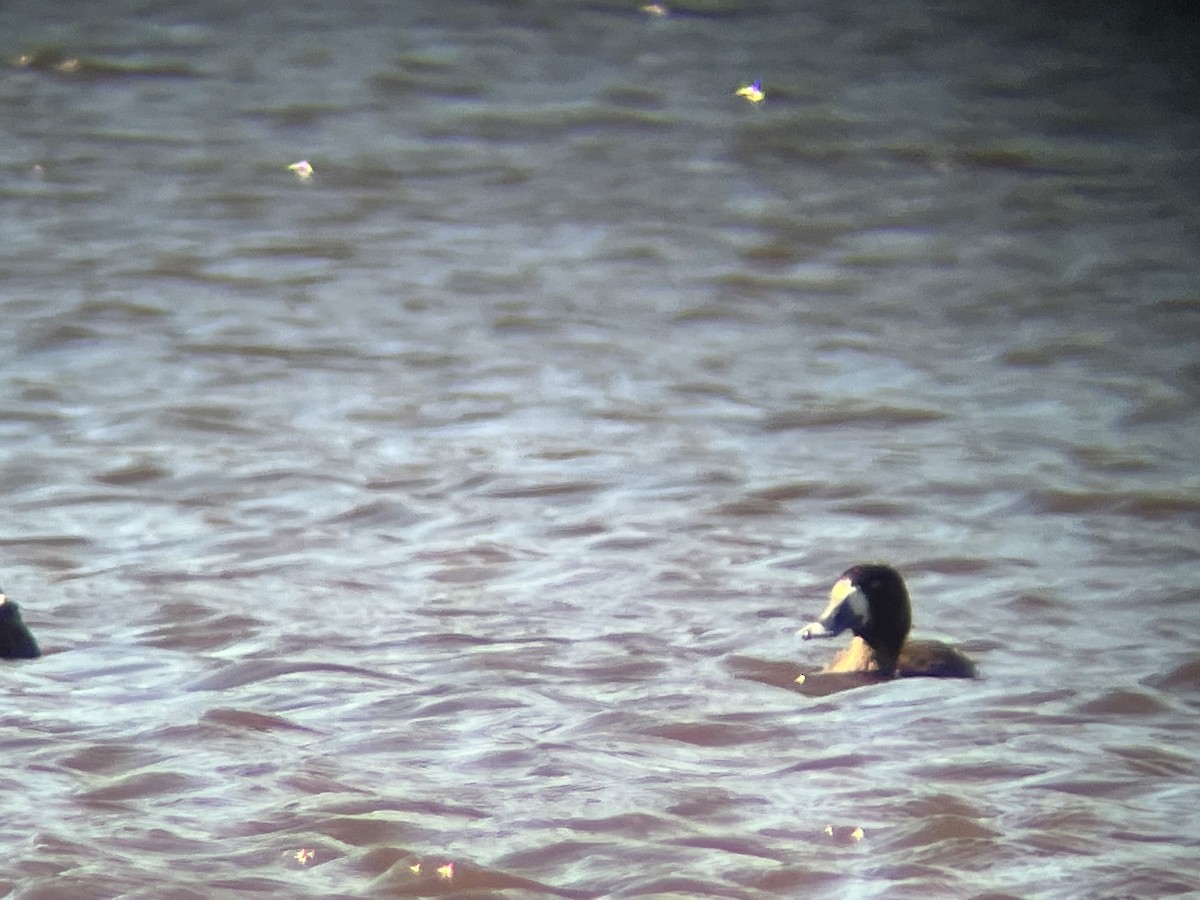 Greater/Lesser Scaup - ML614798072