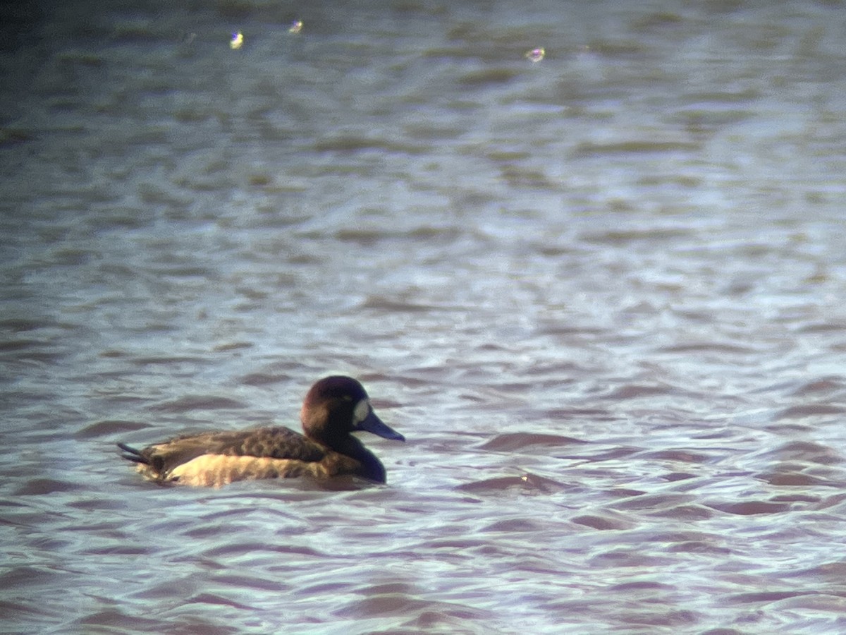 Greater/Lesser Scaup - ML614798075