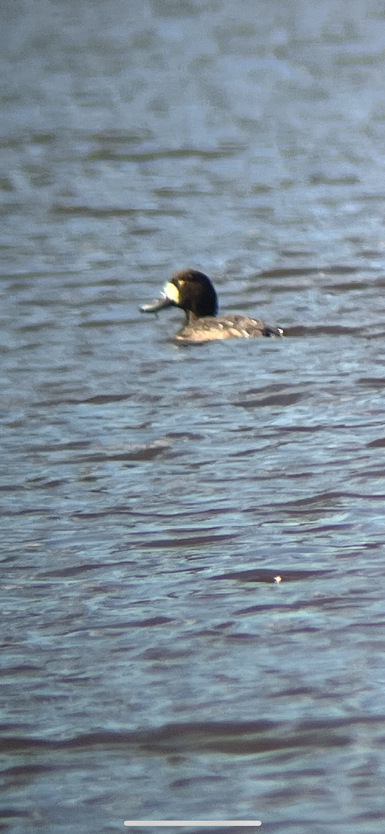 Greater/Lesser Scaup - ML614798076