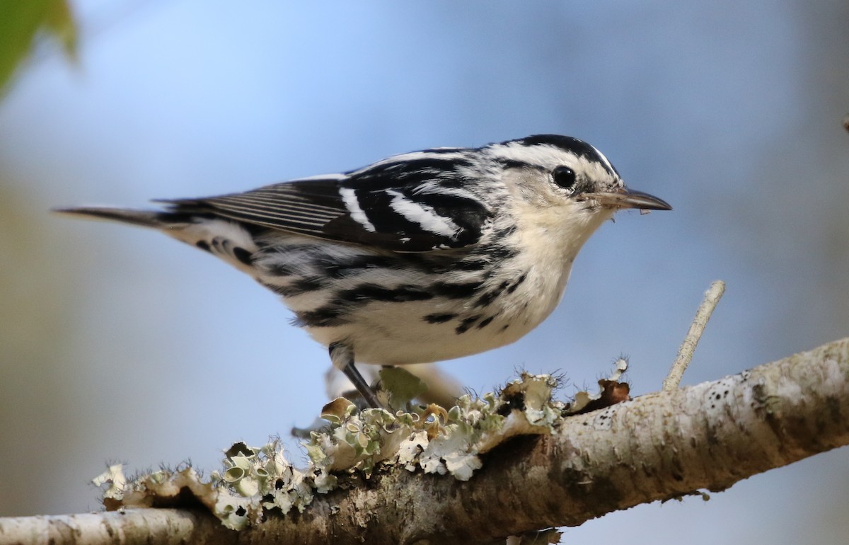 Black-and-white Warbler - ML614798078