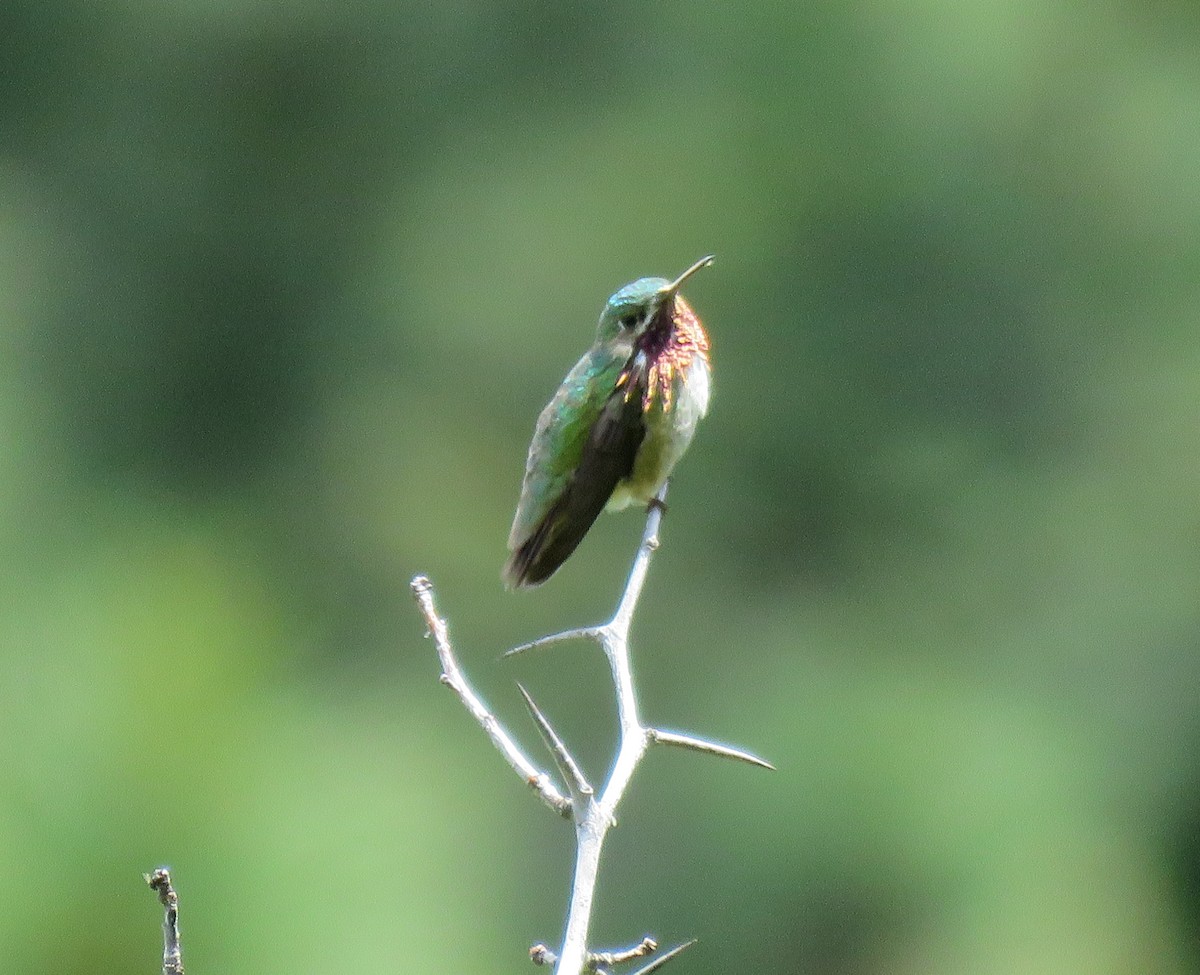 Calliope Hummingbird - shawn richmond